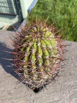 Denmoza rhodacantha
